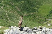40 A precipizio sui pascoli della Val Carisole